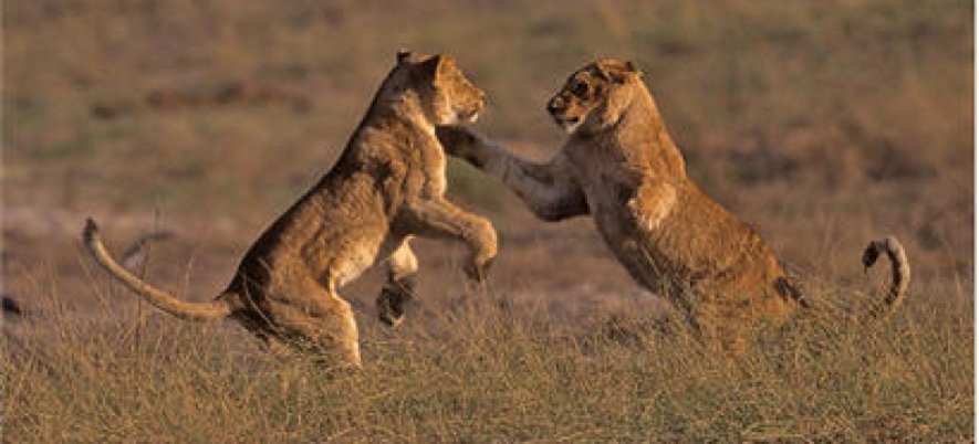 What is the Best Way to Make Developer and QA Relationship Healthy?