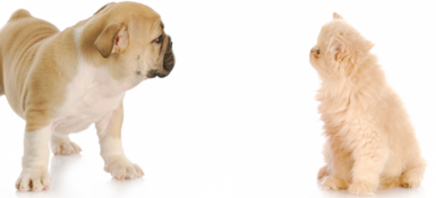 Why is First Impression of a Mobile Software Product Important?