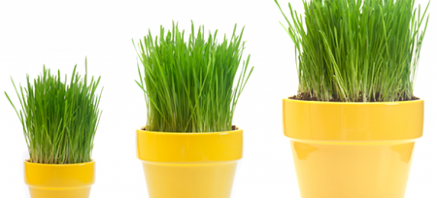How to Increase Efficiency of Software Testing?