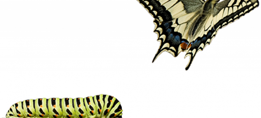 What are Common Convictions About Testers?