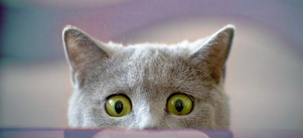 Monday with a QA Team Lead: Testing Web Solutions