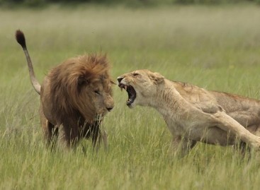 Aggressive and Passive Testing