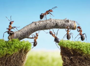 Duties and Responsibilities Allocation for Test Process. Part I