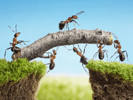Duties and Responsibilities Allocation for Test Process. Part I