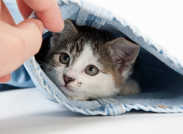 What Serious Defects Network Transition Points Hide