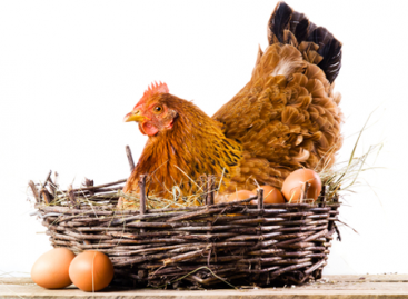 Peculiarities of Software Bug Reproducibility