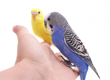 Test Goals: Offensive & Defensive Approach