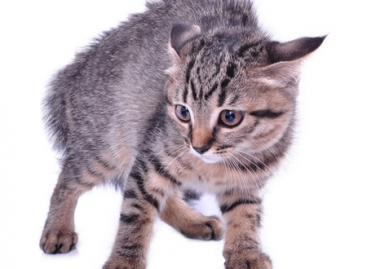 Why Do Bug Reports Cause Negative Feelings?