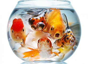 Why to Optimize Performance of Mobile Web Program?