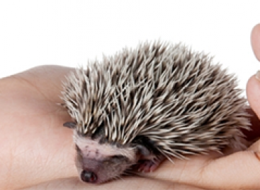 Interaction Related Errors of Mobile Web Programs