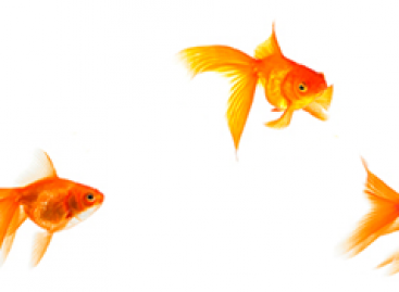 Why Are Software Testers Always Under Stress?