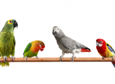 Why to Customize the CV for Each Vacancy?