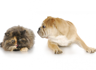 Why are Software Testers Disliked by Others?