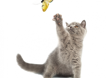 How to Get New Ideas for Software Testing?