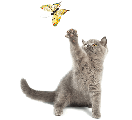 How to Get New Ideas for Software Testing?