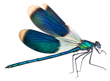 What is an Essence of Software Bugs?