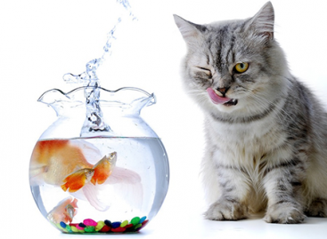 How Can Cookies Threat Web Software Security?