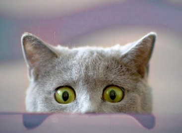 Monday with a QA Team Lead: Testing Web Solutions